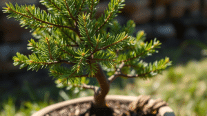 Juniper Bonsai Care: Watering, Sunlight, and Pruning Tips