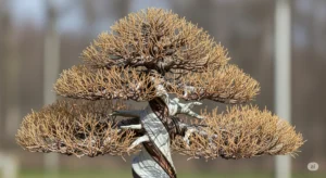Juniper Bonsai Leaf Loss (Causes, Fixes, and Red Flags)